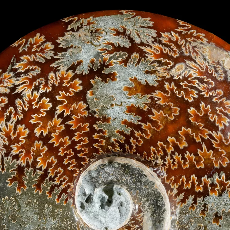 amonit-surowy-duza-naturalna-skamienialosc (10).webp