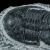 trylobit-duzy-skamieliny-sklep (4).webp