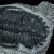 trylobit-duzy-skamieliny-sklep (5).webp
