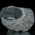 trylobit-duzy-skamieliny-sklep (6).webp