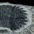 trylobit-duzy-skamieliny-sklep (8).webp