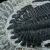 trylobit-duzy-skamieliny-sklep (14).webp