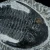 trylobit-duzy-skamieliny-sklep (16).webp