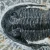 trylobit-duzy-skamieliny-sklep (19).webp