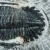 trylobit-duzy-skamieliny-sklep (20).webp