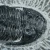 trylobit-duzy-skamieliny-sklep (25).webp