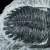 trylobit-duzy-skamieliny-sklep (26).webp