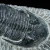 trylobit-duzy-skamieliny-sklep (28).webp