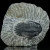 trylobit-duzy-skamieliny-sklep (30).webp