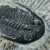 trylobit-duzy-skamieliny-sklep (31).webp