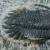 trylobit-duzy-skamieliny-sklep (32).webp