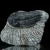 trylobit-duzy-skamieliny-sklep (33).webp