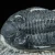 trylobit-duzy-skamieliny-sklep (34).webp
