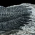 trylobit-duzy-skamieliny-sklep (35).webp