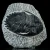 trylobit-duzy-skamieliny-sklep (36).webp