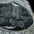 trylobit-duzy-skamieliny-sklep (37).webp