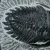 trylobit-duzy-skamieliny-sklep (38).webp