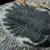 trylobit-duzy-skamieliny-sklep (41).webp