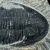 trylobit-duzy-skamieliny-sklep (43).webp