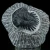 trylobit-duzy-skamieliny-sklep (48).webp