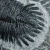 trylobit-duzy-skamieliny-sklep (50).webp