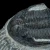 trylobit-duzy-skamieliny-sklep (53).webp