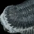 trylobit-duzy-skamieliny-sklep (57).webp