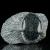 trylobit-duzy-skamieliny-sklep (58).webp