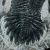 trylobit-duzy-skamieliny-sklep (60).webp