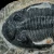 trylobit-duzy-skamieliny-sklep (62).webp