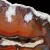 agat-argentyny-puma-patagonia (60) (Copy).webp