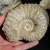 amonit-naturalny-skamienialosc-slimak (4).webp
