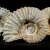 amonit-naturalny-skamienialosc-slimak (1).webp