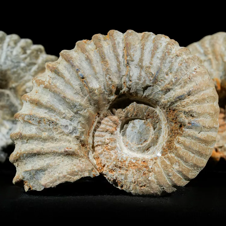 amonit-naturalny-skamienialosc-slimak (1).webp