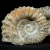 amonit-naturalny-skamienialosc-slimak (2).webp