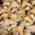 skamienialy-zab-rekina-skamieliny (7).webp