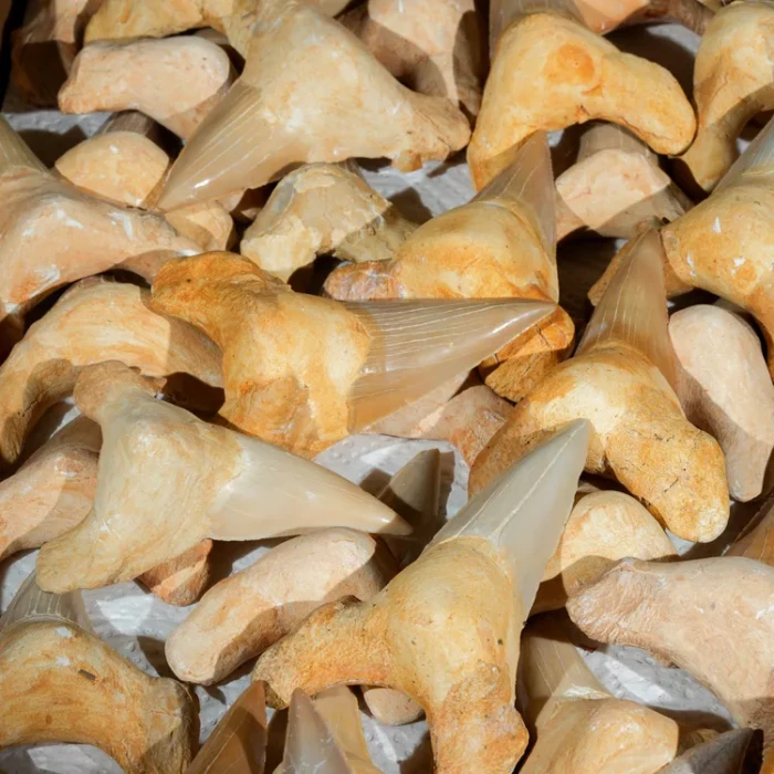skamienialy-zab-rekina-skamieliny (7).webp