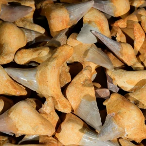 skamienialy-zab-rekina-skamieliny (1).webp