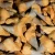 skamienialy-zab-rekina-skamieliny (1).webp