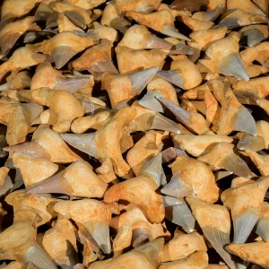 skamienialy-zab-rekina-skamieliny (2).webp