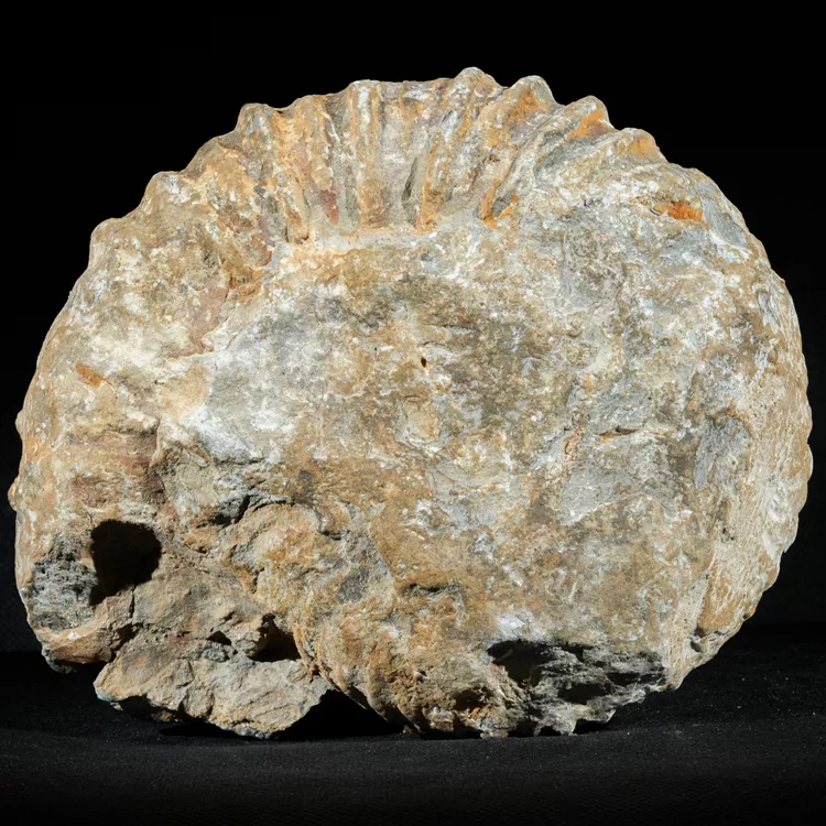 amonit-duza-skamienialosc-skamielina (3).webp