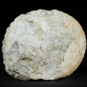 amonit-duza-skamienialosc-skamielina (6).webp