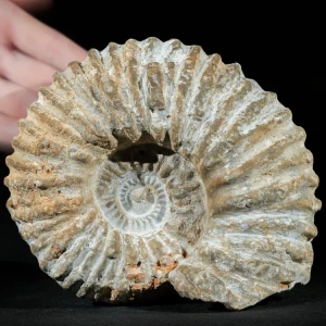 amonit-duza-skamienialosc-skamielina (7).webp