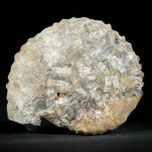 amonit-duza-skamienialosc-skamielina (9).webp