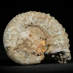 amonit-duza-skamienialosc-skamielina (12).webp