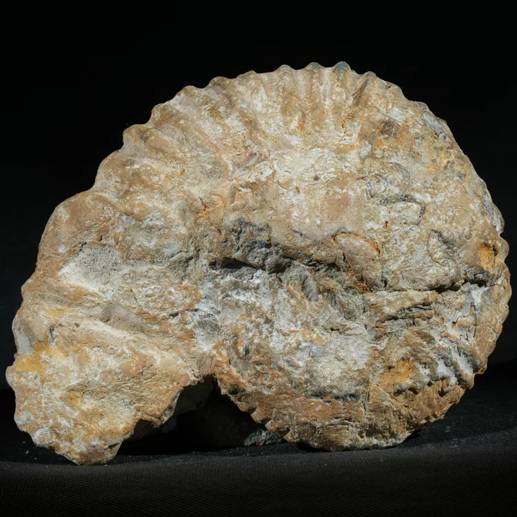 amonit-duza-skamienialosc-skamielina (21).webp