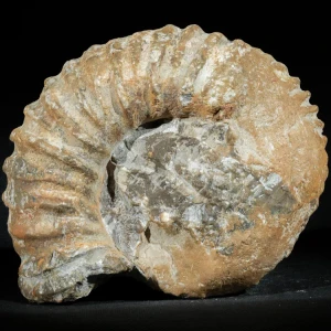 amonit-duza-skamienialosc-skamielina (24).webp