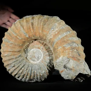 amonit-duza-skamienialosc-skamielina (36).webp