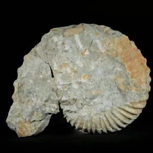 amonit-duza-skamienialosc-skamielina (38).webp