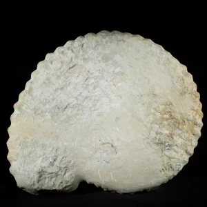 amonit-duza-skamienialosc-skamielina (41).webp